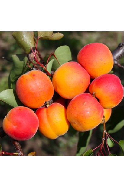 Абрикос Харгранд пізній | Абрикос Харгранд поздний | Prunus armeniaca Hargrand